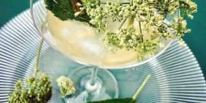 Beitragsbild des Blogbeitrags Engelwurz-Aperitif – mit Engelwurz-Sirup und kandierter Engelwurz 