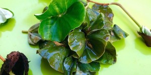 Beitragsbild des Blogbeitrags Buchenkeimlings-Antipasti