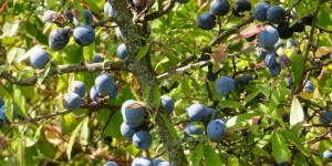 Beitragsbild des Blogbeitrags Schlehdorn – Prunus spinosa 