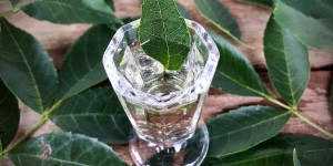 Beitragsbild des Blogbeitrags Lebenselixiere – Die Frênette aus Frankreich
