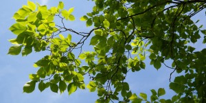 Beitragsbild des Blogbeitrags Heimische Laubbäume: Ulmen