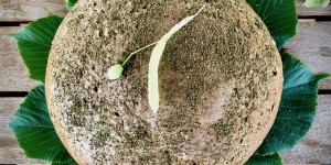 Beitragsbild des Blogbeitrags Sauerteigbrot mit Lindenmehl