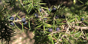 Beitragsbild des Blogbeitrags Der Gemeine Wacholder – Botanisches und Heilkundliches
