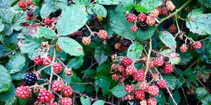 Beitragsbild des Blogbeitrags Heilkundliches zur Brombeere