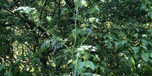 Beitragsbild des Blogbeitrags Botanisches zur Kerbelrübe (Knolliger Kälberkropf)