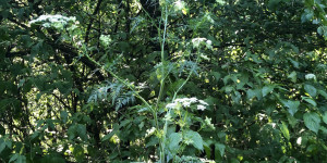 Beitragsbild des Blogbeitrags Botanisches zur Kerbelrübe (Knolliger Kälberkropf) 