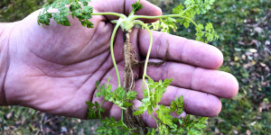 Beitragsbild des Blogbeitrags Echter Kerbel – Köstliches Winterkraut