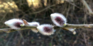 Beitragsbild des Blogbeitrags Kätzchen aus botanischer Sicht