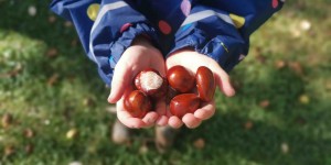 Beitragsbild des Blogbeitrags Wäsche waschen mit Kastanien - so gehts und warum du sie nicht schälen solltest!
