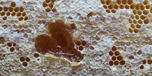 Beitragsbild des Blogbeitrags Bienenwaben bei Heuschnupfen 
