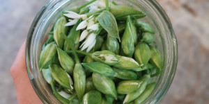 Beitragsbild des Blogbeitrags Rezept Bärlauch-Oxymel