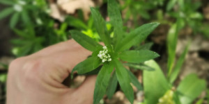 Beitragsbild des Blogbeitrags Rezept Waldmeister-Pflegeöl 