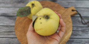 Beitragsbild des Blogbeitrags Rezept Quittenöl in der Hautpflege