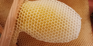 Beitragsbild des Blogbeitrags Bienenwachs in der Naturkosmetik  