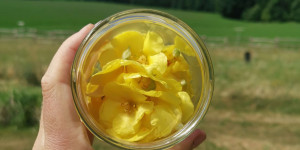 Beitragsbild des Blogbeitrags Rezept Vulva-Pflegeöl mit Königskerze 