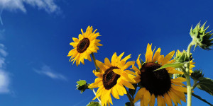 Beitragsbild des Blogbeitrags Sonnenblumenöl in der Hautpflege