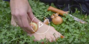 Beitragsbild des Blogbeitrags Insektenstiche vermeiden & lindern