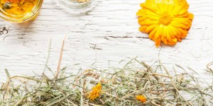 Beitragsbild des Blogbeitrags Ringelblume – wunderbares Hausmittel für die Haut