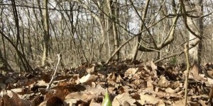 Beitragsbild des Blogbeitrags Vitaminboost im Frühling: Bärlauch!