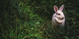 Beitragsbild des Blogbeitrags Ostern rund um den Globus