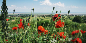 Beitragsbild des Blogbeitrags Kräuterwanderung am 2. Juni 2023