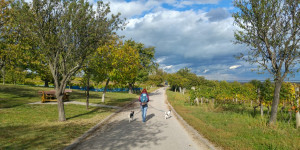 Beitragsbild des Blogbeitrags Fastenwandern mit Hund?