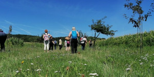 Beitragsbild des Blogbeitrags Kräuterwanderung am 12. August 2023