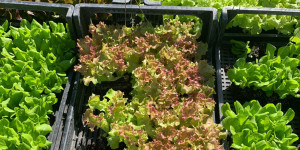 Beitragsbild des Blogbeitrags Bio – Wintergemüse -Jungpflanzenmarkt 2022