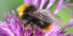 Beitragsbild des Blogbeitrags #biodiversity in Gersthof & ObsIdentify