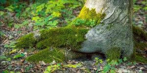 Beitragsbild des Blogbeitrags Gesundheit – das Geheimnis enträtseln