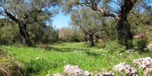 Beitragsbild des Blogbeitrags Stressabbau: Psychische Heilkraft der Natur