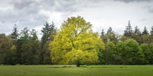 Beitragsbild des Blogbeitrags Stress – Entspannen durch Pflanzenkraft