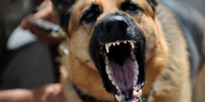 Beitragsbild des Blogbeitrags Hundeangriff abwehren – Selbstverteidigung gegen Hunde 