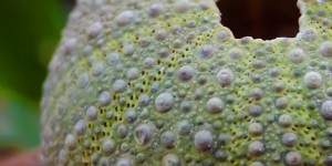 Beitragsbild des Blogbeitrags Alle Tricks, um Seeigel zu essen!