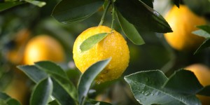 Beitragsbild des Blogbeitrags Der Zitronenwald von Poros