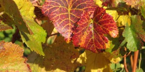 Beitragsbild des Blogbeitrags Sonntag 20.10.19 – Strahlen in Gumpoldskirchen
