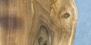 Beitragsbild des Blogbeitrags Maserungen 