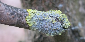 Beitragsbild des Blogbeitrags Die Flechtenbegeisterung hat mich voll erwischt