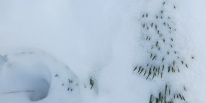 Beitragsbild des Blogbeitrags Zeichen im Schnee