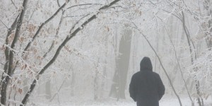 Beitragsbild des Blogbeitrags Schutzwald – Waldschutz