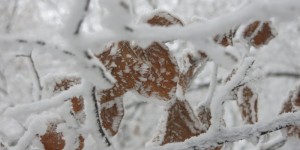 Beitragsbild des Blogbeitrags Leider noch kein Nachschub in Sicht 