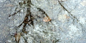 Beitragsbild des Blogbeitrags Deutlichere Spuren im Eis