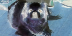 Beitragsbild des Blogbeitrags Dass der Höllenhund Zerberus ein Mops ist, hätte ich nicht vermutet