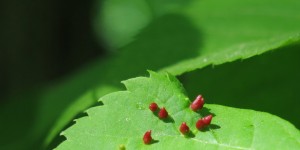 Beitragsbild des Blogbeitrags Rotes Protein