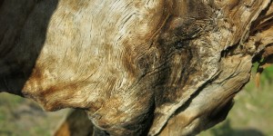Beitragsbild des Blogbeitrags Erdige Fingerabdrücke