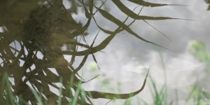 Beitragsbild des Blogbeitrags Blick aus dem Wasser nach oben ? 