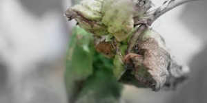 Beitragsbild des Blogbeitrags Frisch und knorrig