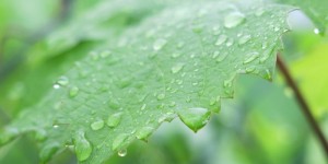 Beitragsbild des Blogbeitrags Regenschleier