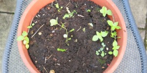 Beitragsbild des Blogbeitrags Das Topf-Projekt – Phase 2