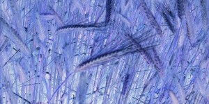 Beitragsbild des Blogbeitrags mutiertes Getreide
